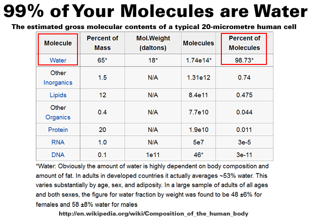 99% of Your Molecules are Water
