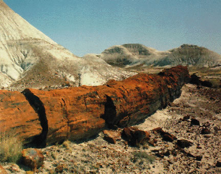 Fossil log