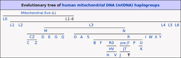Evolutionary tree of human mitochondrial DNA