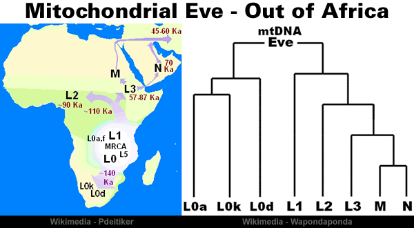 Mitochondrial Eve